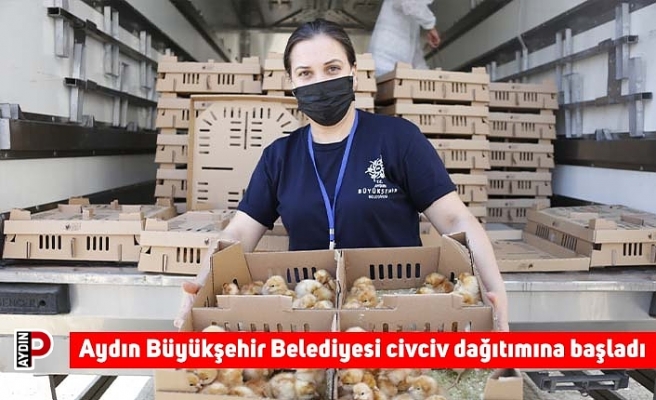 Aydın Büyükşehir Belediyesi civciv dağıtımına başladı