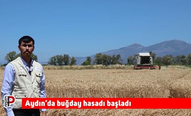 Aydın’da buğday hasadı başladı
