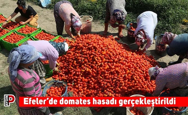 Efeler’de domates hasadı gerçekleştirildi