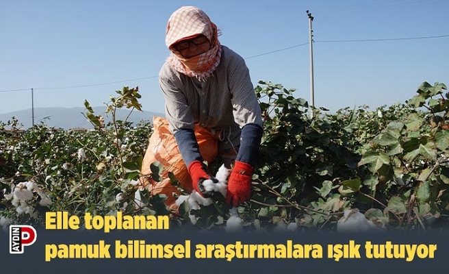 Elle toplanan pamuk bilimsel araştırmalara ışık tutuyor