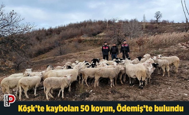 Köşk’te kaybolan 50 koyun, Ödemiş’te bulundu