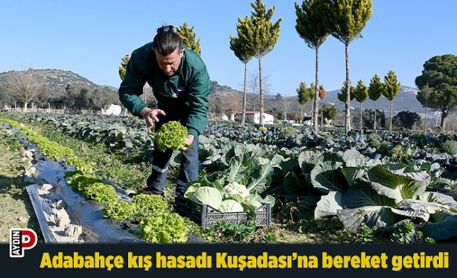 Adabahçe kış hasadı Kuşadası’na bereket getirdi