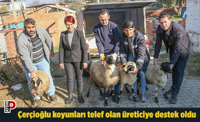 Başkan Çerçioğlu koyunları telef olan üreticiye destek oldu