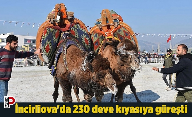 İncirliova'da 230 deve kıyasıya güreşti