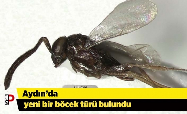 Aydın’da yeni bir böcek türü bulundu