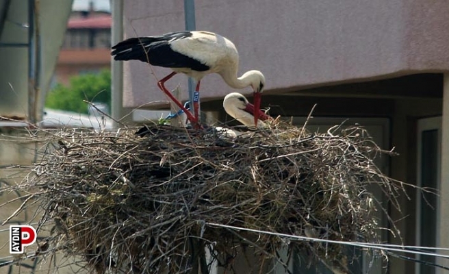 Aydın’da 434 leylek yuvası tespit edildi