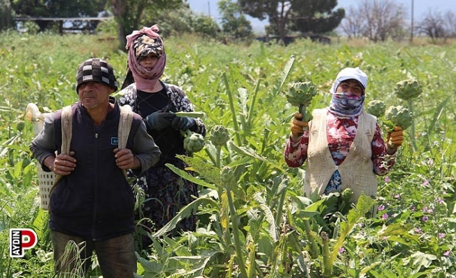 Aydın’da enginar hasadında sona yaklaşıldı