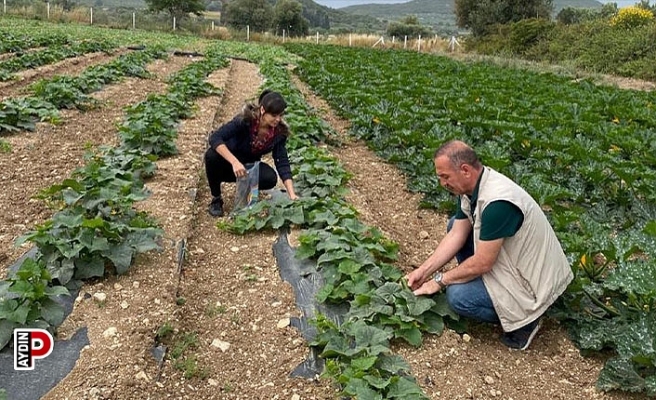 Didim’de hasat öncesi kimyasal kalıntı analizleri yapılıyor