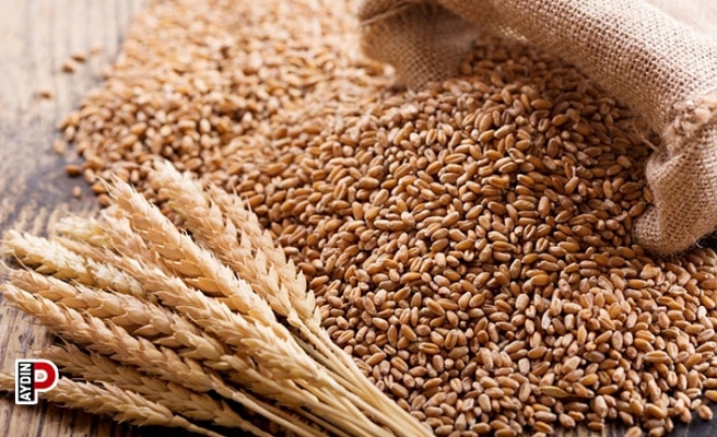 Söke TARİŞ bu yıl da buğday alacak