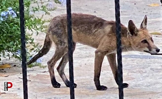 Aç kalan tilki evlere kadar indi