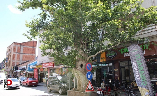 Asırlık çınar ağacının hikayesi