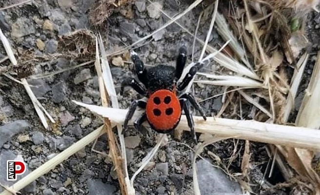 Aydın’da uğur böceği örümceği gündem oldu