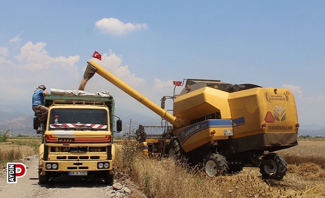 Buğday üreticileri hasat için zamanla yarışıyor