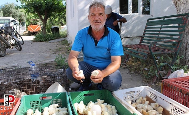 Civciv üreticileri, yasal düzenleme istiyor