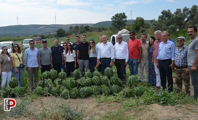 Didim’de erkenci karpuz hasadı yapıldı