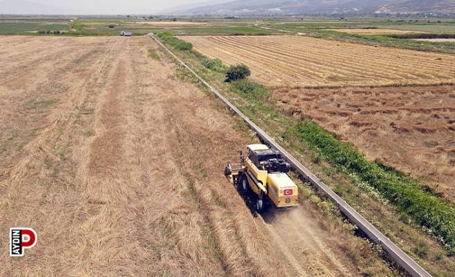 Efeler Belediyesi'nden buğday hasadı