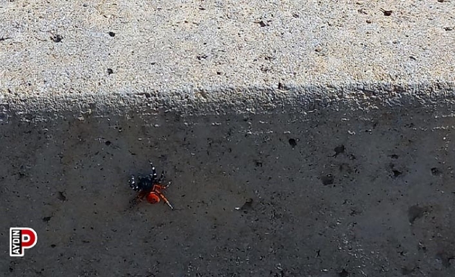 Efeler’de zehirli uğur böceği örümceği görüldü