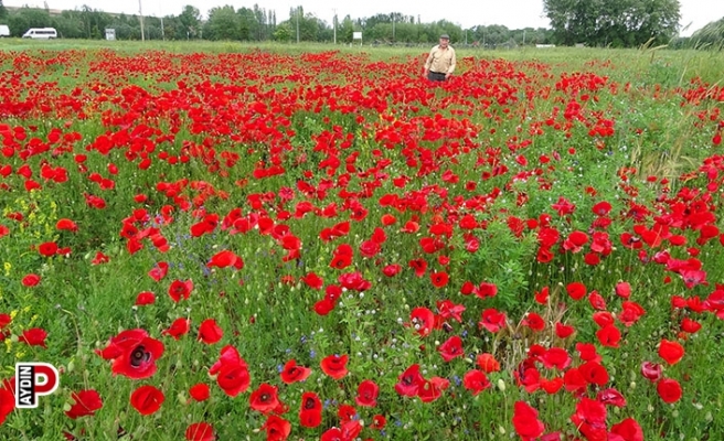 Gelincik tarlası görsel şölen sunuyor