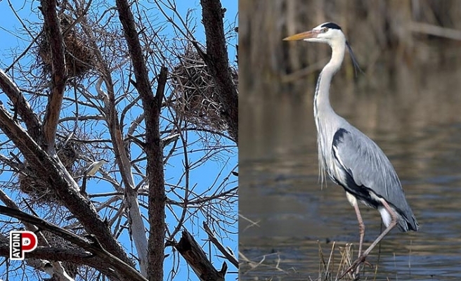 Gri balıkçılların sıra dışı yuvaları korunuyor