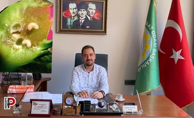 Kestanenin geleceği tehlike altında