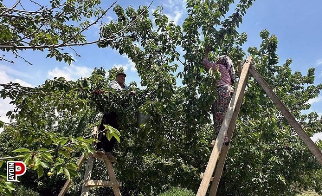 Kuşadası’nda kiraz hasadı devam ediyor