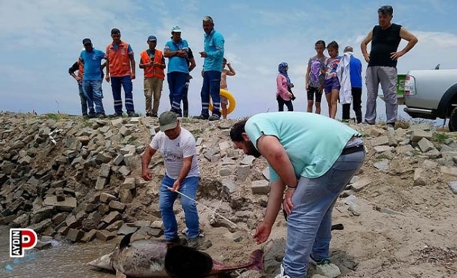 Kuşadası’nda Körfezi'nde 1 haftada 6 yunus öldü