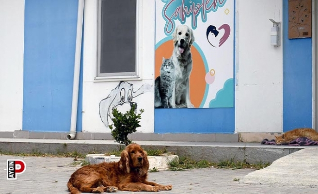 Kuşadası’nda sahipsiz can dostların ihtiyaçları ücretsiz karşılanıyor