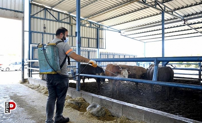 Kuşadasi’nda sivrisinek ve haşerelere karşı düzenli ilaçlama sürüyor