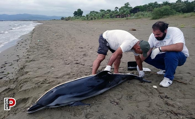 Kuşadası’nda yunus vakaları devam ediyor