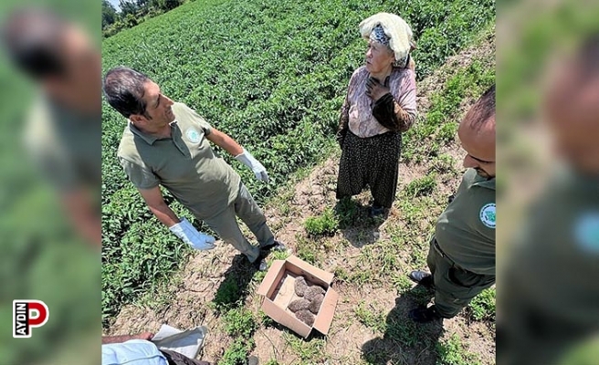 Sevimli kirpiler doğal ortamlarına kavuştu