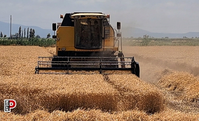 Söke Ovası’nda Buğday hasadı başladı