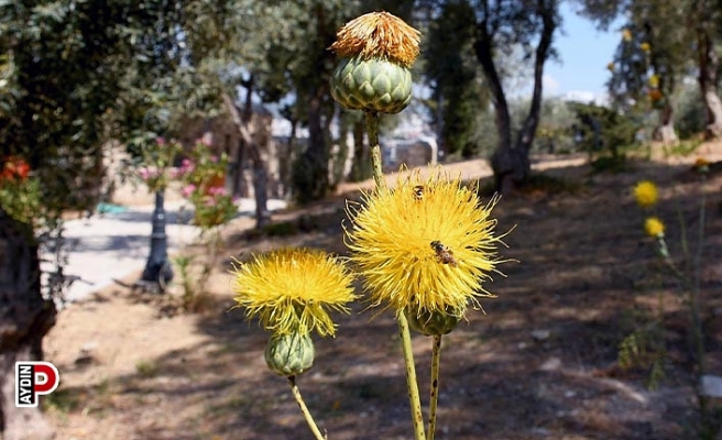 Tarihi Güvercinada Kalesi’nde Tülüşahlar çiçek açtı