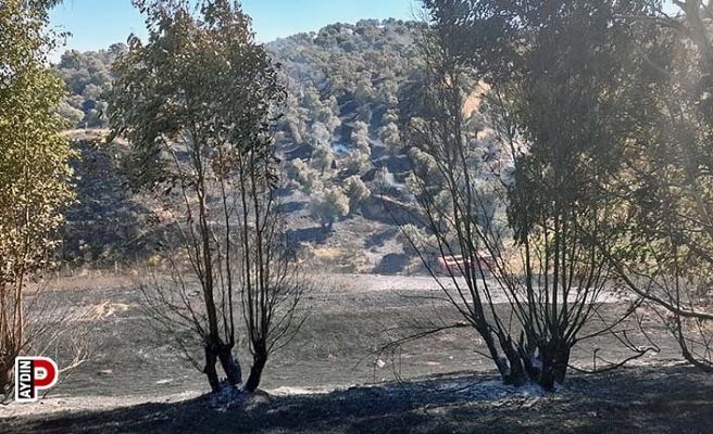 Aydın'da 1 günde 5 büyük yangın meydana geldi