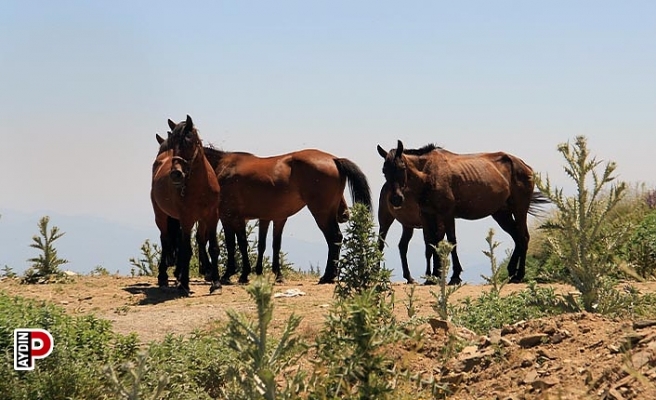 Çift sezonunu tamamlayan atlar, baharın tadını çıkarıyor