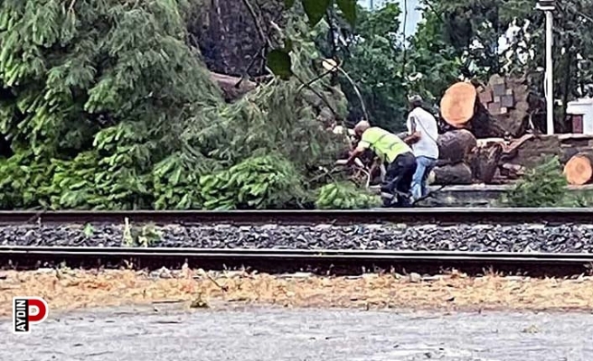 Demiryoluna ağaç devrildi seferler durdu