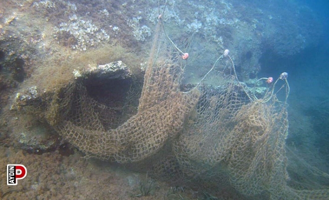 Endemik deniz çayırları ve deniz kaplumbağaları insan tehdidi altında