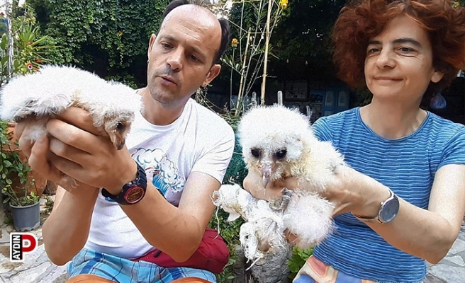 Yaralı peçeli baykuşlar, doğaya salınacağı günü bekliyor