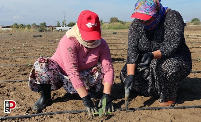 Efeler Belediyesi, enginar üretimine devam ediyor