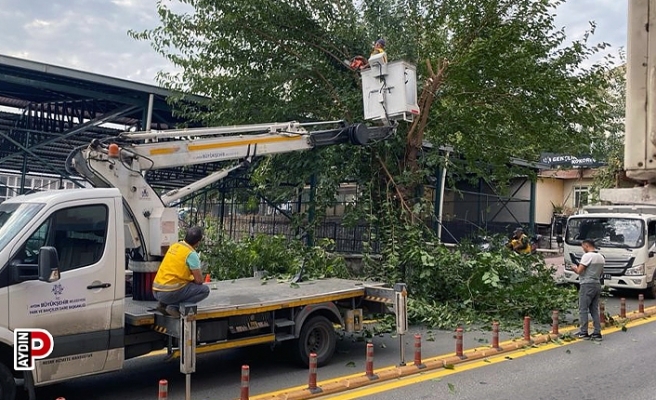 Aydın’da ağaçlar budanıyor