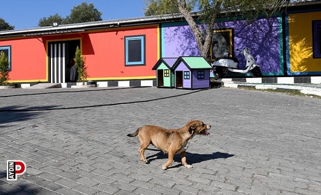 Kuşadası’nın sokak hayvanları sevgi ve müziğin gücüyle iyileşiyor