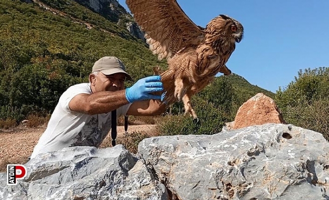 Tedavisi tamamlanan baykuş özgürlüğe kanat çırptı