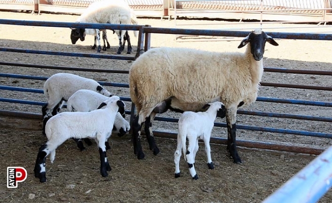 ABB’nin Sakız Koyunu Çiftliği’nde doğumlar devam ediyor