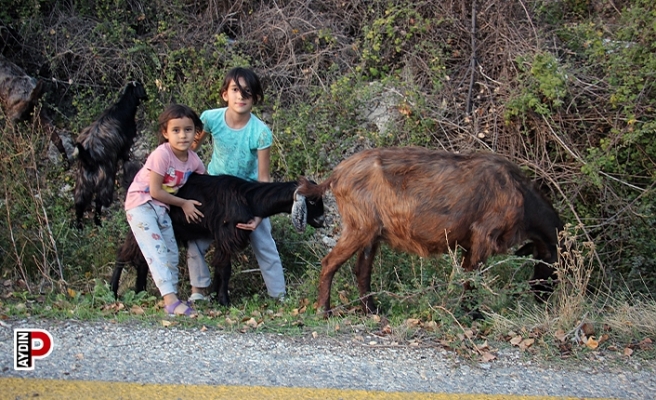 Hem kardeşine, hem de keçilere bakıyor