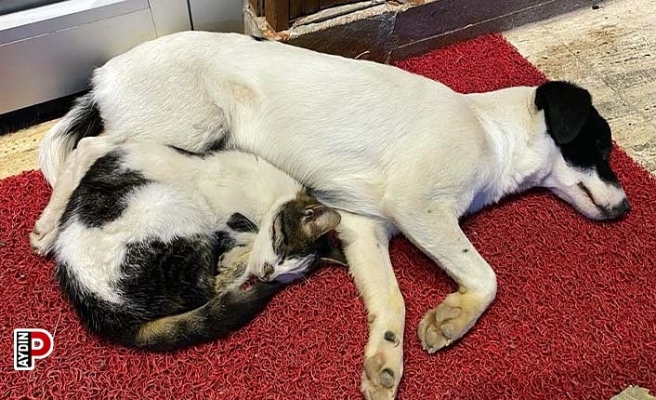 Ezeli düşmanların dostluğu görenlerin içini ısıtıyor