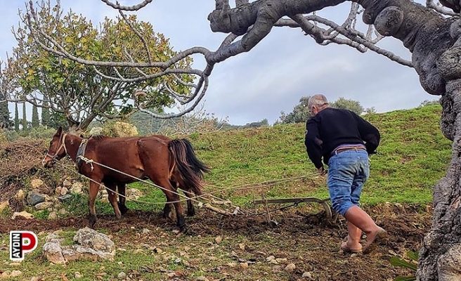 Zorlu araziler at ve katırlarla hazırlanıyor