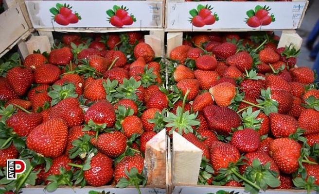 Aydın'da 12,5 bin ton taze çilek yurtdışına ihraç ediliyor