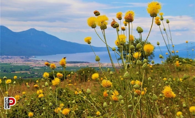 Kuşadası’nda yeni Tülüşah alanı keşfedildi