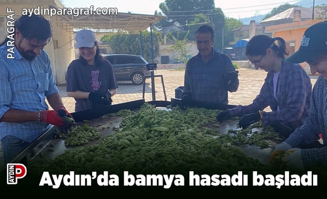 Aydın’da bamya hasadı başladı