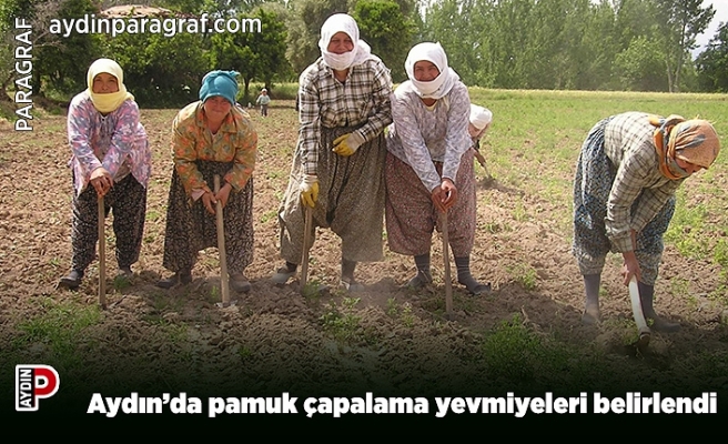 Aydın’da pamuk çapalama yevmiyeleri belirlendi