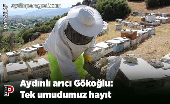 Aydınlı arıcı Gökoğlu: Tek umudumuz hayıt